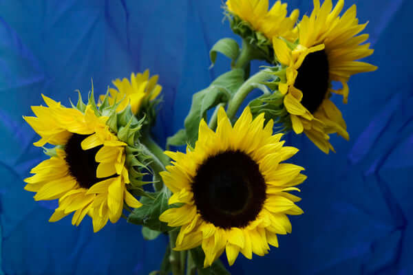 
                  
                    Sunflower On Blue (Set of 4)
                  
                