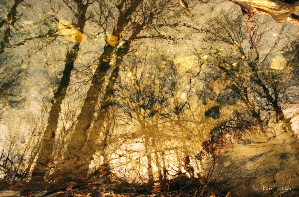Enchanted Forest Series Photographs