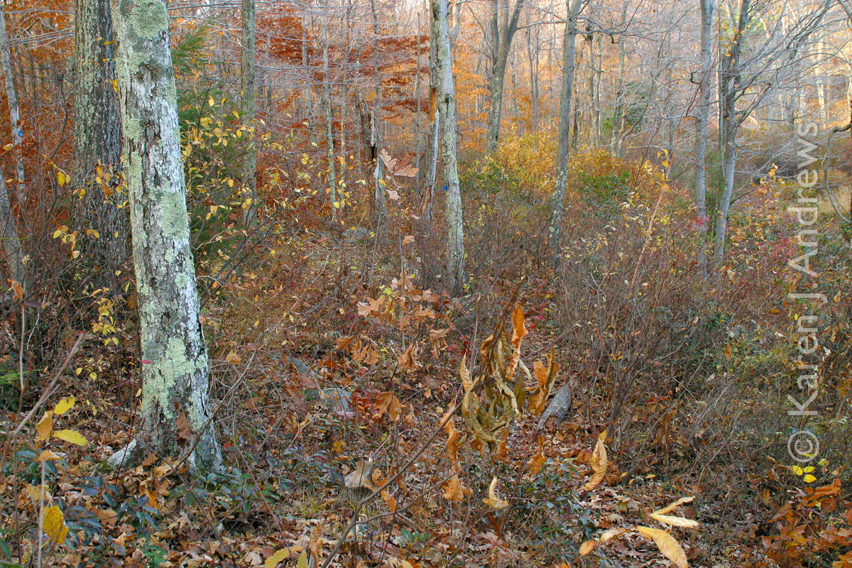 Painted Forest – Inner Vision Studio