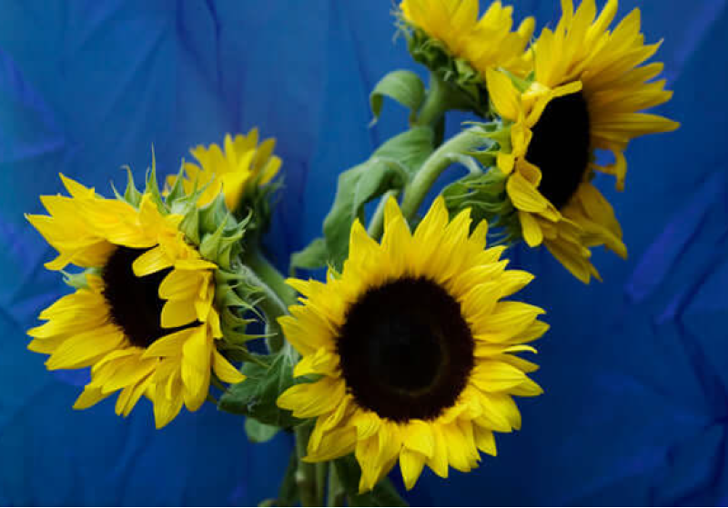 
                  
                    Sunflower On Blue - Glass Cutting Board
                  
                